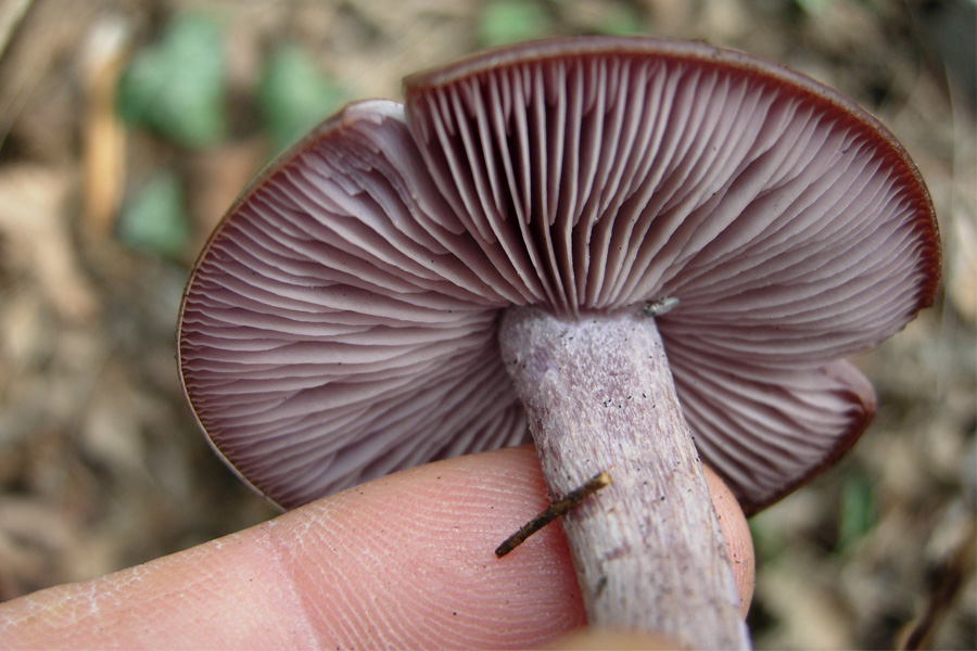 Funghi dal mio giardino (Phellinus punctatus)